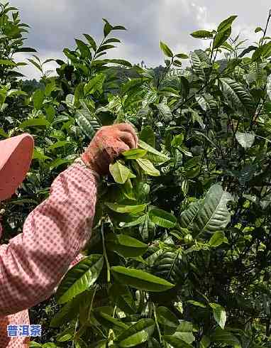 怎样摘普洱茶叶？正确采摘方法与技巧分享