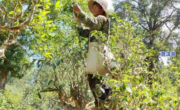 怎样摘普洱茶叶？正确采摘方法与技巧分享