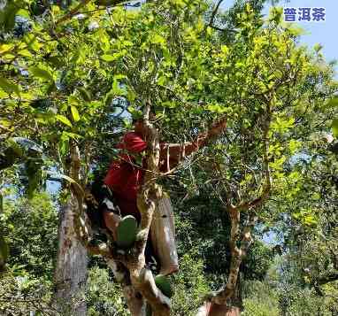 普洱茶怎么摘，怎样采摘普洱茶：一份详细的指南