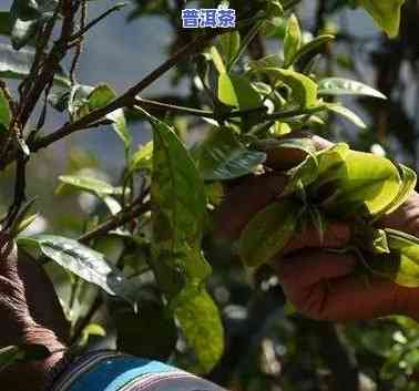 普洱茶从采摘到成品的全过程解析