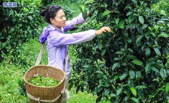 普洱茶采摘后是不是需要洗茶？从采摘到出成品的时间是多久？