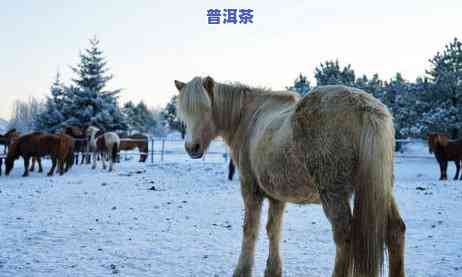 普洱茶冰岛属于什么茶，探寻茶叶珍品：普洱茶冰岛的品种归属