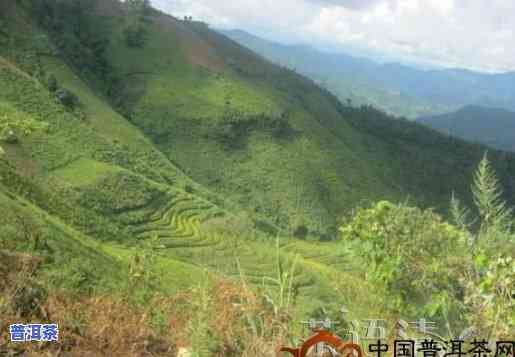 大龙塘普洱茶价格多少钱一斤？产地介绍