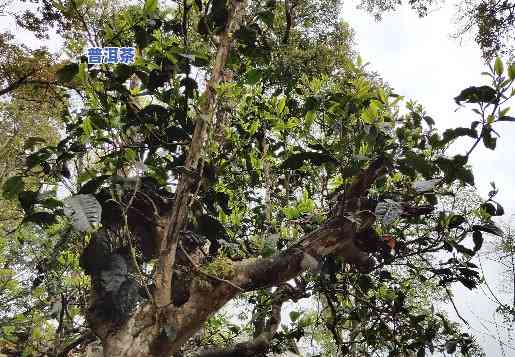 普洱茶多少年算小树茶了呢，探秘普洱茶：多少年的树才能被称为小树茶？