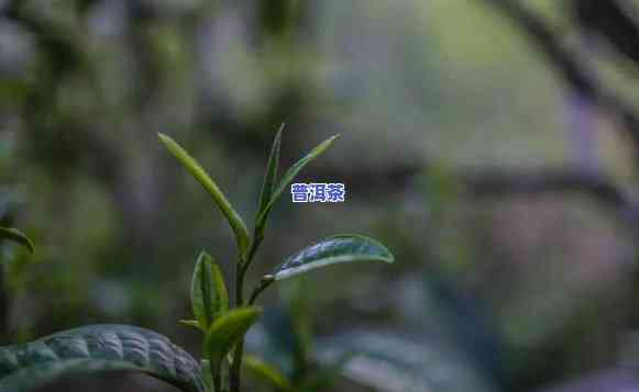 普洱茶多少年算小树茶了呢，探秘普洱茶：多少年的树才能被称为小树茶？