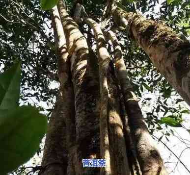 普洱茶多少年算大树茶，探秘普洱茶：多少年的树才能被称为“大树茶”？