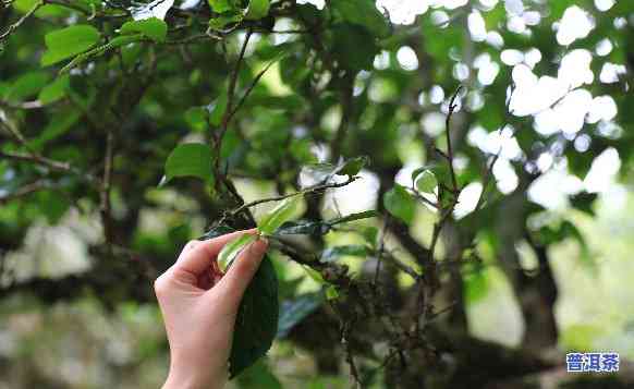 普洱茶多少年算大树茶，探秘普洱茶：多少年的树才能被称为“大树茶”？