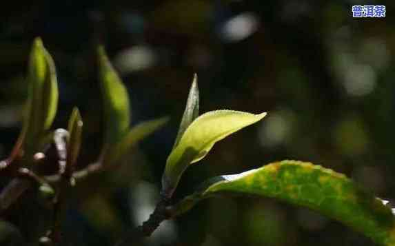 普洱茶多少年算小树茶了-普洱茶多少年算小树茶了呢