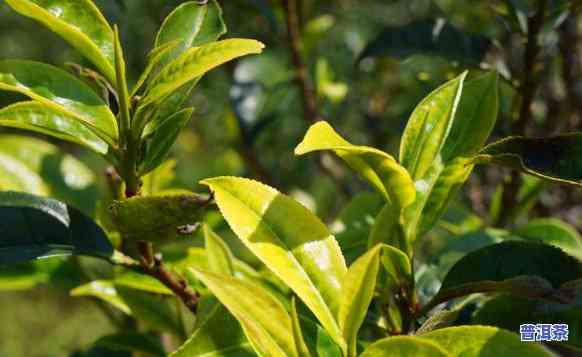 老班章古树茶功效，探究老班章古树茶的神奇功效