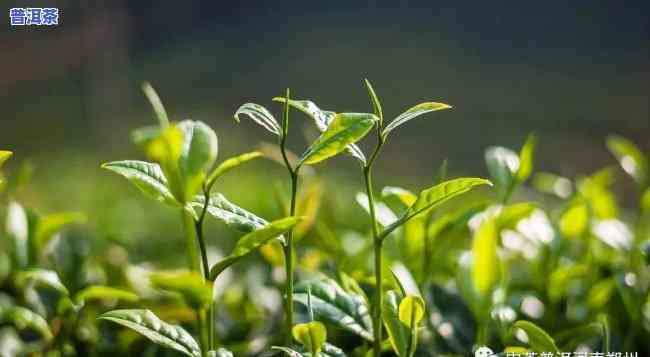 大益茶春夏秋冬普洱-大益茶春夏秋冬普洱茶区别