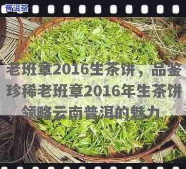 老班章2016生茶饼，品鉴珍稀，老班章2016生茶饼的魅力所在