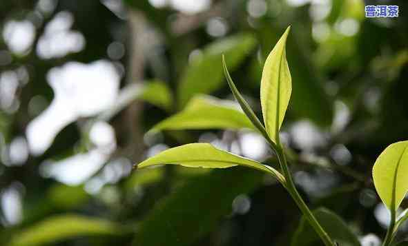 南糯古树红茶是普洱茶吗，南糯古树红茶：属于普洱茶的一种吗？