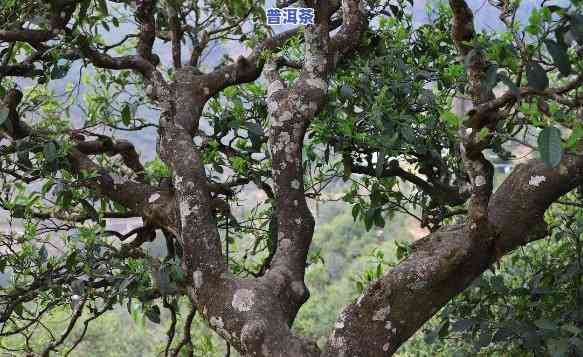 南糯古树茶口感特点，探索南糯古树茶的特别口感特点