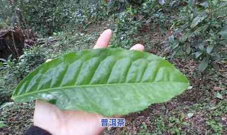 南糯古树红茶是普洱茶吗-南糯古树红茶是普洱茶吗百科