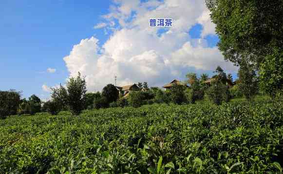 普洱茶古农场高清图片大全，大图与小图任选