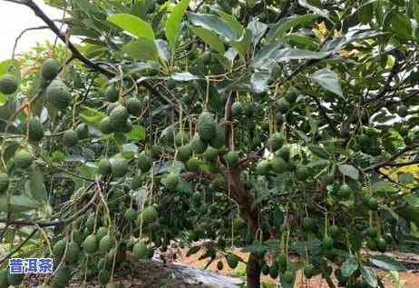 北京普洱茶哪里买好？推荐几家口感好的店铺