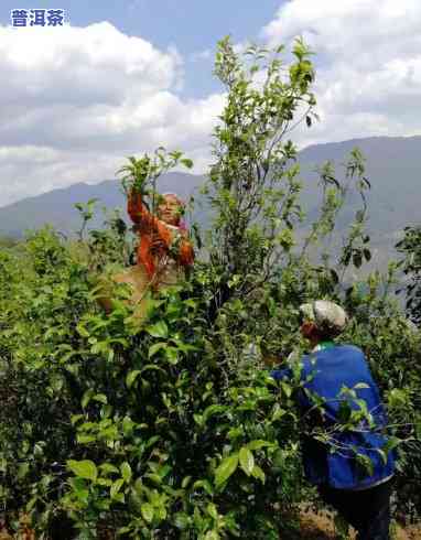 茶农采摘普洱茶视频大全-茶农采摘普洱茶视频大