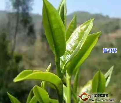 种植普洱茶价格表大全图-种植普洱茶价格表大全图片