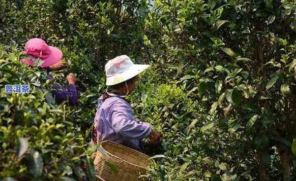 老班章古茶园，探访古老魅力：老班章古茶园的历史与现状