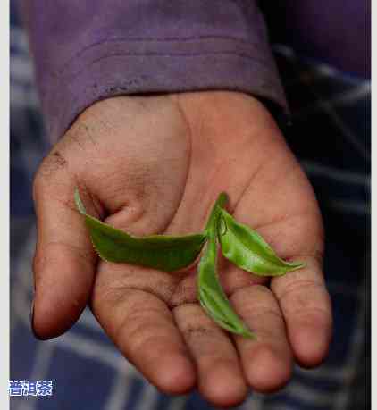 普洱茶怎样长时间存放好一点，长久保存：普洱茶的更佳储存方法