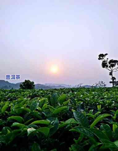 普洱万亩茶园茶叶贵不贵，探秘普洱万亩茶园：茶叶价格揭秘