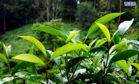 勐宋普洱茶的特性特征是-勐宋普洱茶的特性特征是什么