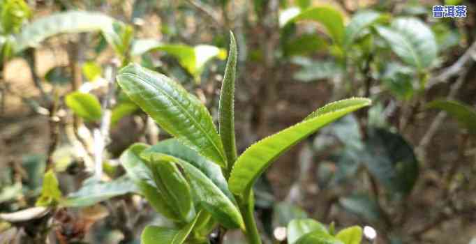 勐宋普洱茶的特性特征是-勐宋普洱茶的特性特征是什么