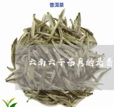 云南云子茶真的是普洱茶吗，探讨云南云子茶是不是属于普洱茶的一种