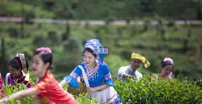 普洱茶博园时长多少分钟一次，探索普洱茶博园：每次参观的时长是多少？