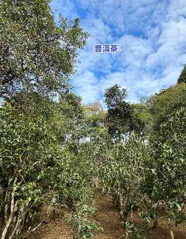 普洱茶王霞，探访普洱茶之王：霞山古茶园的神秘之旅