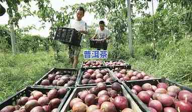 普洱茶采摘等级，深度解析：普洱茶的采摘等级及其作用因素