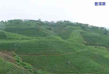 普洱茶体验西双版纳-西双版纳普洱茶园