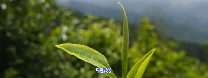 文山普洱茶的特点有哪些-文山普洱茶的特点有哪些呢