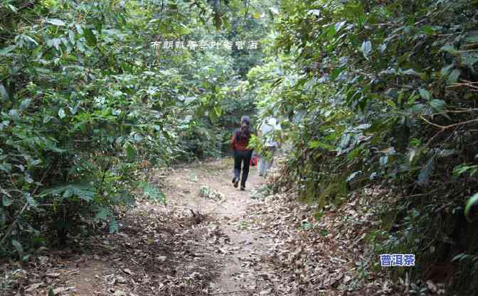 老班章古树茶成交价-老班章古树茶价格2021