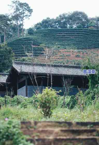 云南老班章风景区，探秘云南老班章风景区：品味茶马古道的历史韵味与自然美景