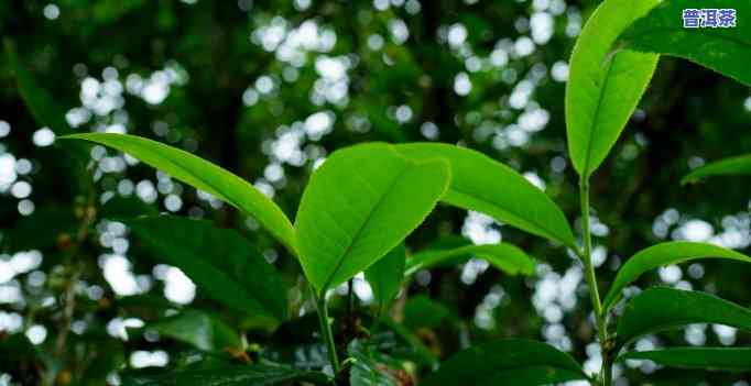 普洱茶生津回甘的原理，探秘普洱茶的生津回甘：揭开其特别口感的秘密