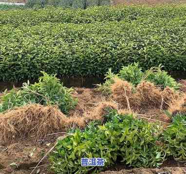 普洱茶苗育苗基地在哪里-普洱茶苗育苗基地在哪里啊