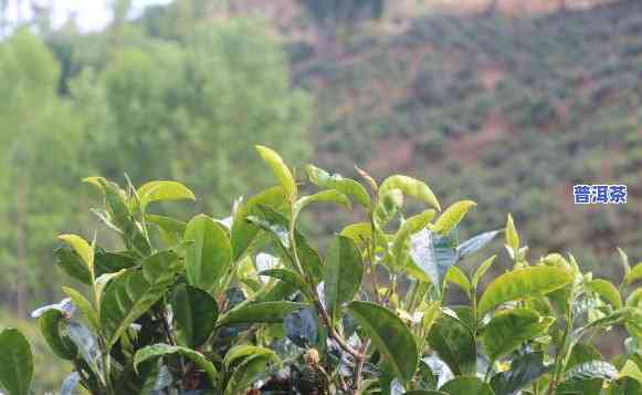 普洱茶苗育苗基地在哪里-普洱茶苗育苗基地在哪里啊