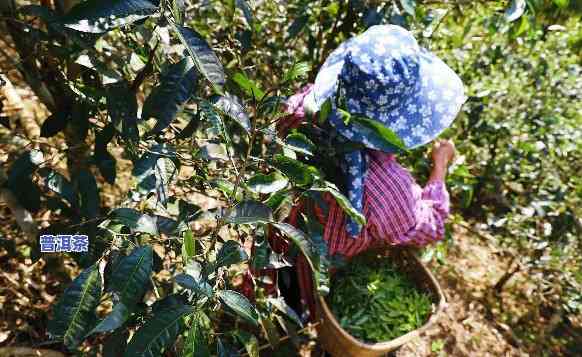 普洱茶台地茶特点详解：熟悉这类茶叶的特别特性