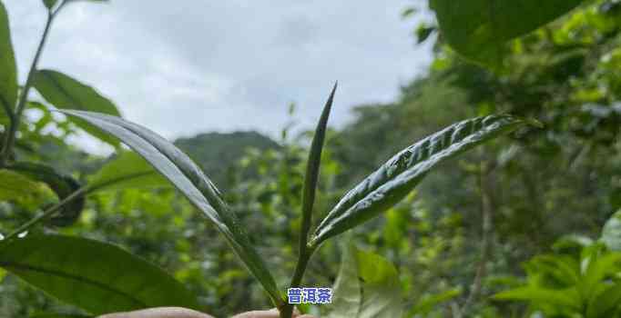 普洱茶的台地茶是什么意思，详解：普洱茶中的“台地茶”指的是什么？