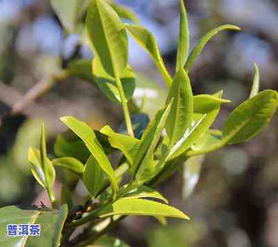 临沧竹林山普洱茶怎么样啊，深度解析：临沧竹林山普洱茶的品质与口感