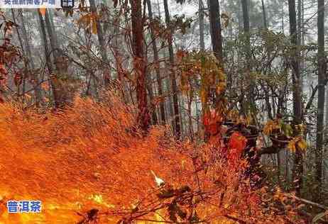 临沧竹林山普洱茶怎么样-临沧竹林山普洱茶怎么样好喝吗