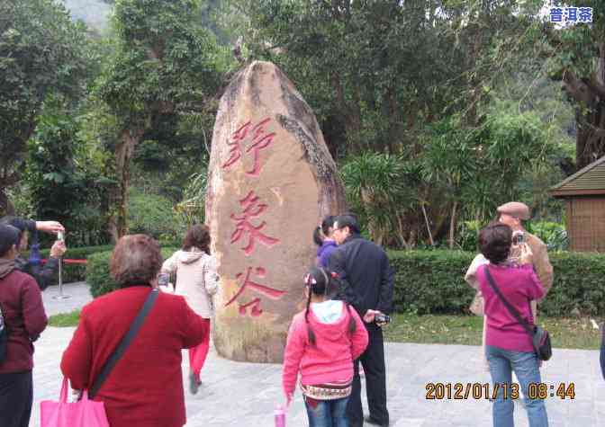 临沧竹林山普洱茶怎么样-临沧竹林山普洱茶怎么样好喝吗