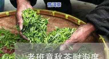 老班章茶耐泡度测试-老班章茶用多少度的水泡更好