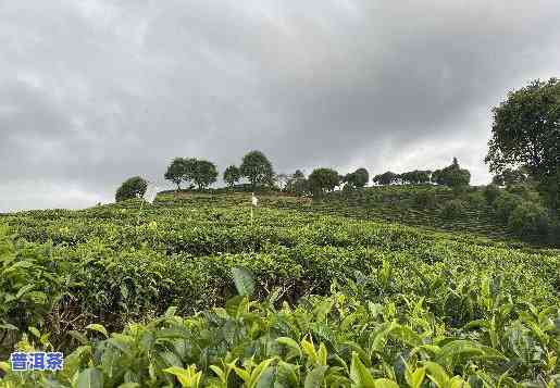 普洱茶古农场图片大高清，探索古老韵味：普洱茶古农场高清图片大