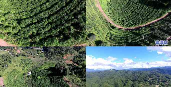 普洱茶古农场图片大高清，探索古老韵味：普洱茶古农场高清图片大