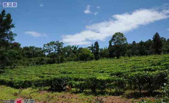 普洱茶古农场图片大-普洱茶古农场图片大高清