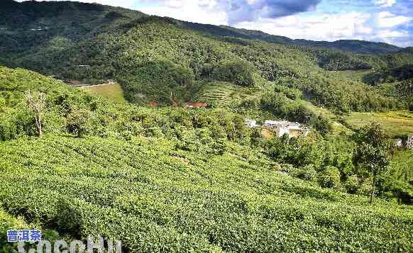 普洱茶古农场图片大-普洱茶古农场图片大高清