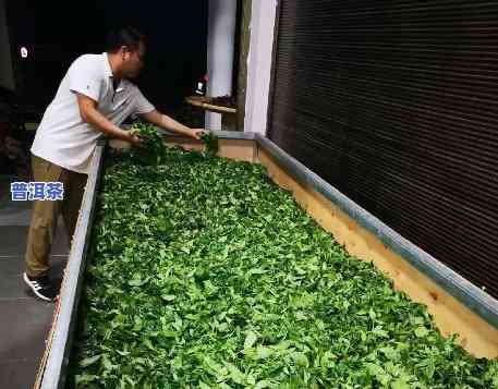 普洱茶整个制作工艺视频-普洱茶整个制作工艺视频教程