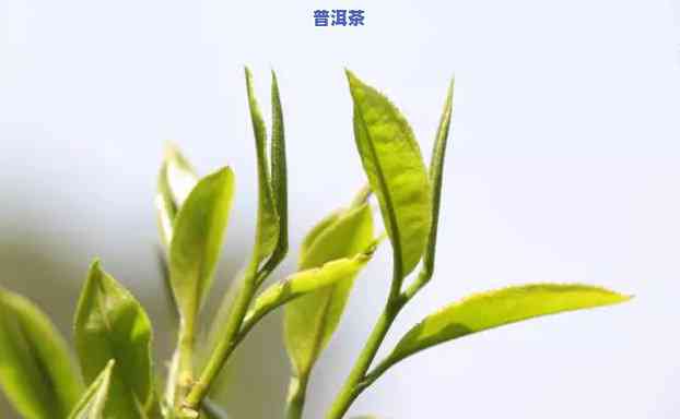 老班章茶王树被买断-老班章的茶王树